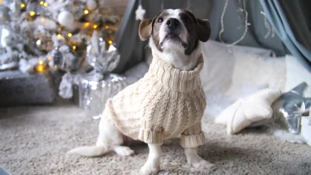 Собака в светрі вдома під час різдвяного свята сезон — стокове відео