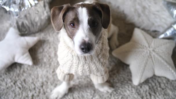 Roztomilý pes v pleteném svetru. Podzim Zimní víkend útulný koncept. — Stock video