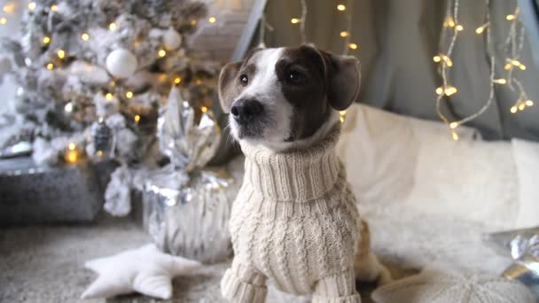 Conceito de Natal de Inverno acolhedor. Cão em camisola de malha em casa . — Vídeo de Stock