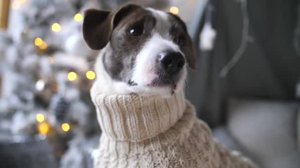 Tatil Şenliğine Karşı Köpek Portresi — Stok video