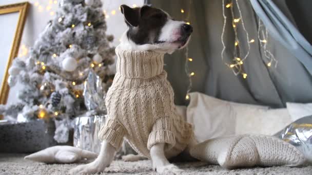 Σκύλος με πλεκτό πουλόβερ κάθεται στο χριστουγεννιάτικο δέντρο. Περίοδος διακοπών. — Αρχείο Βίντεο