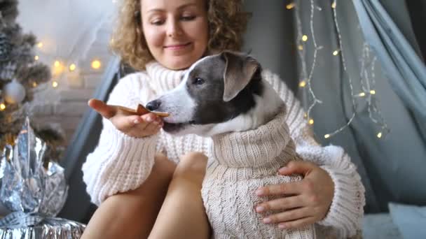 Joven niña alimentación perro en punto suéter con navidad galleta en casa — Vídeo de stock