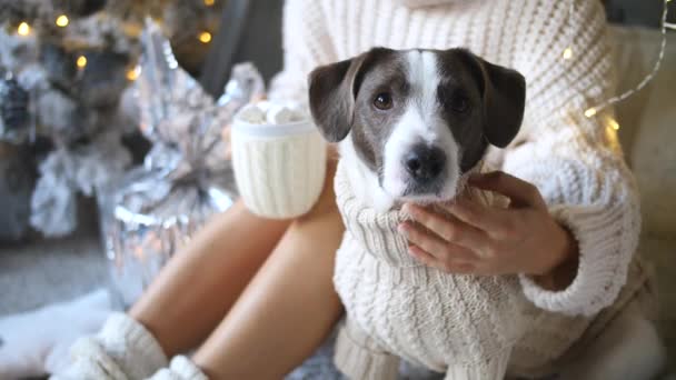 Mujer y perro en suéteres de punto. Acogedor concepto de Navidad de invierno . — Vídeos de Stock