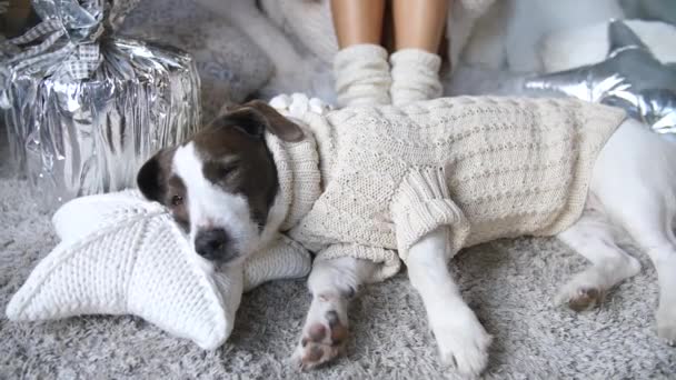 Perro acostado en acogedor suéter caliente en casa. Estilo de vida suave, cómodo e higiénico . — Vídeos de Stock