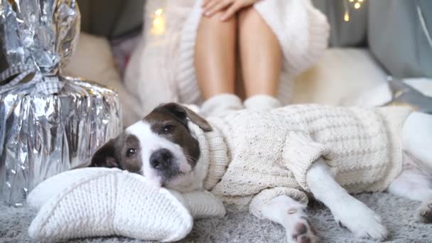 Perezoso, acogedor, estilo de vida Hygge. Mujer y perro en suéteres de punto relajante en casa . — Vídeos de Stock