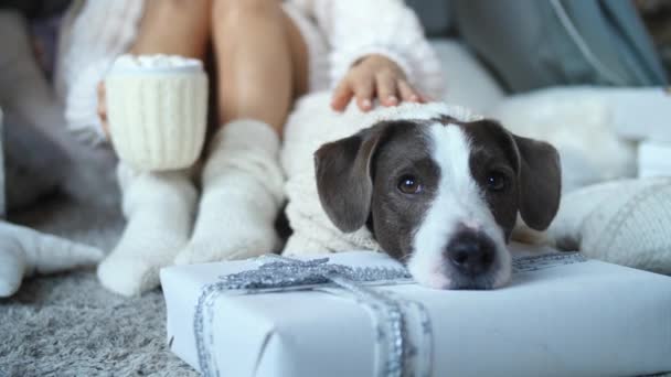 Mujer en calcetines Relajante en casa con perro acostado en la caja de regalo. Temporada de vacaciones . — Vídeos de Stock