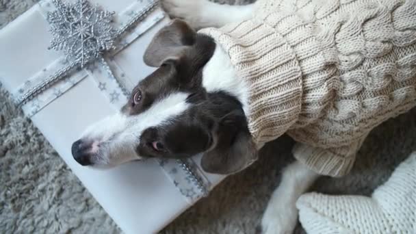 Perro en suéter de punto caliente acostado en caja de regalo . — Vídeo de stock