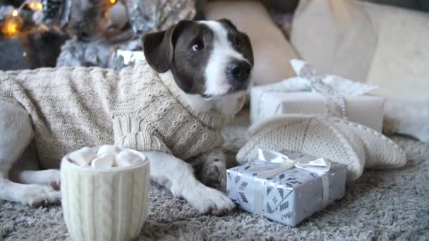 Hond viert Kerstmis thuis — Stockvideo