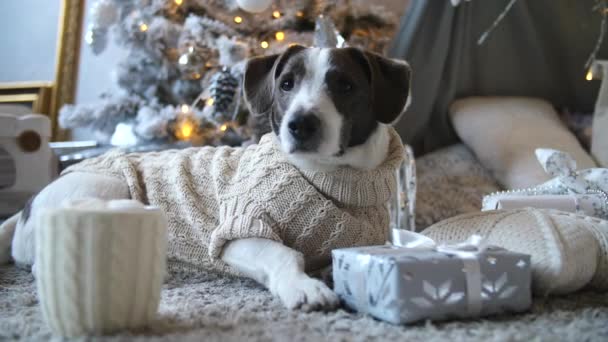Cão engraçado vestindo camisola celebrando o Natal em casa aconchegante — Vídeo de Stock