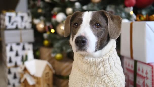 Κοντινό πλάνο Πορτρέτο του σκύλου κάθεται κοντά στο χριστουγεννιάτικο δέντρο με κουτιά δώρων — Αρχείο Βίντεο