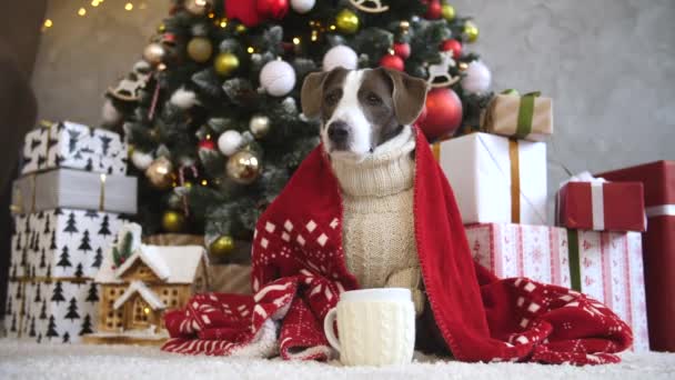 Perro en jersey de punto sentado en el árbol de Navidad. Concepto de vacaciones de celebración de invierno . — Vídeos de Stock