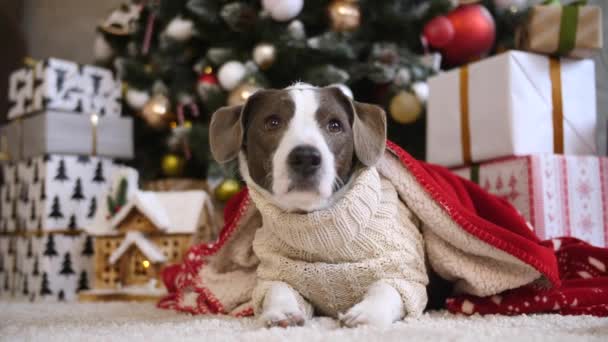 Weihnachten, Hund, Baum, Weihnachtsgeschenke, Geschenke, Dekoration, Gemütlichkeit — Stockvideo