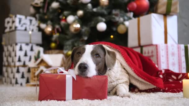 Kırmızı hediye kutusunda yatan sevimli köpek Noel kutlamasını bekliyor. — Stok video