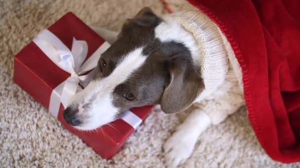 Собака лежить на червоній різдвяній подарунковій коробці — стокове відео