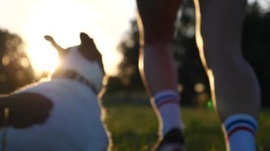 Gün batımında köpekle koşan genç bir kadın. Yavaş Hareket.