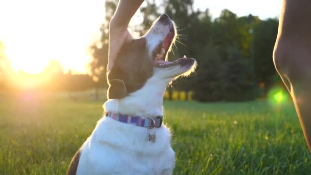 Mano femminile accarezzare il suo cane al tramonto. Primo piano di divertente cane ritratto . — Video Stock