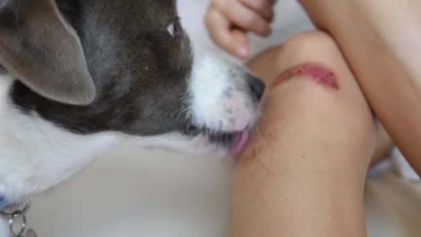Hund slickar ett sår på knät av hennes ägare — Stockvideo