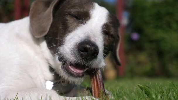 Cão deitado na grama e mastigar um animal de estimação tratar ao ar livre — Vídeo de Stock