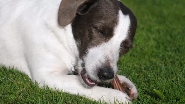 Dog Eating Bone Treat ao ar livre — Vídeo de Stock