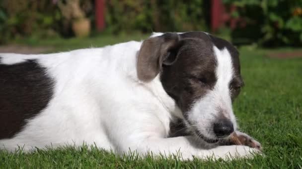 Nahaufnahme eines Hundes, der Knochen außerhalb frisst — Stockvideo