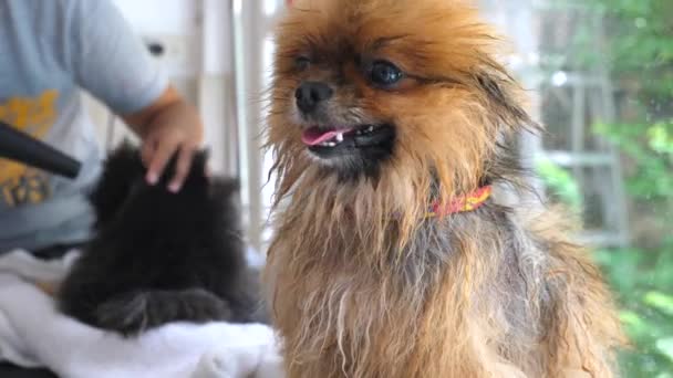 Милий смішний вологий померанський собака на служби догляду за домашніми тваринами . — стокове відео