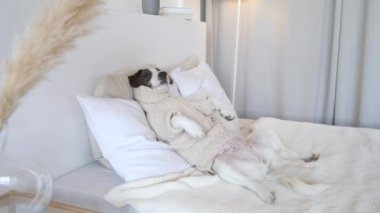 Örgü süveter giyen, insan yatağında dinlenen sevimli köpek..