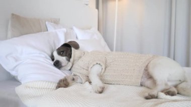 Evde örgü süveter içinde yatıp dinlenen yorgun köpek..