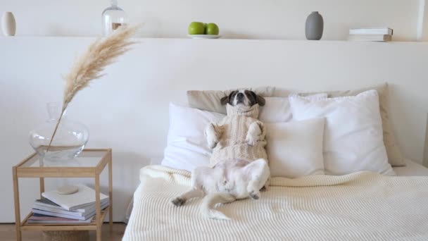 Собака спит на кровати — стоковое видео