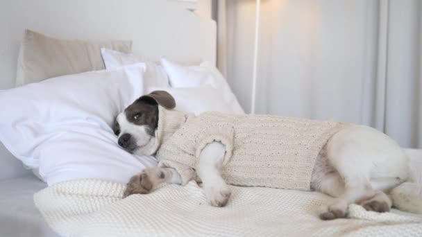 Zmęczony pies leżący na łóżku i odpoczywający w swetrze na drutach w domu. — Wideo stockowe