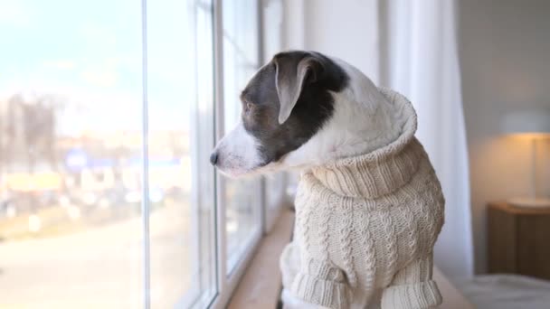 Hund tittar på fönstret väntar på ankomsten av ägare — Stockvideo