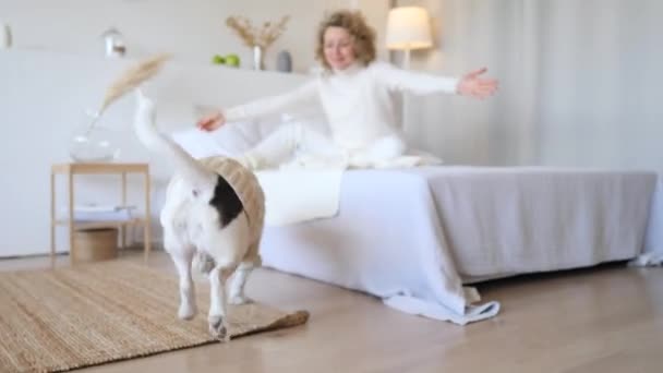 Mujer joven llamando a su perro a la cama en el dormitorio — Vídeo de stock