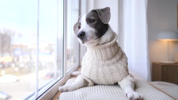 Pes čeká na její rodinu vyhlíží z okna doma — Stock video