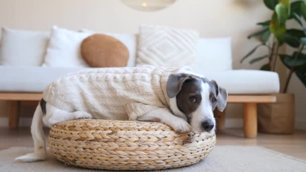 Cute Dog Lying On Wicker Stool At Home Wearing Knitted Sweater — Stock Footage Cute Dog Lying On Wicker Stool At Home Wearing Knitted Sweater Stock Footage