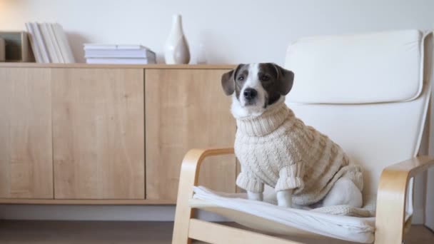 Смішний собака сидить на стільці як бос в'язати светр . — стокове відео