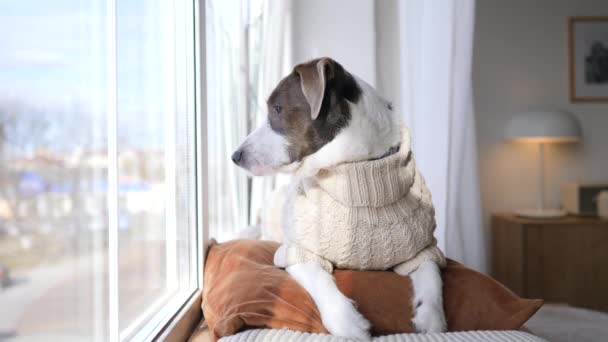 Σκύλος ξαπλωμένος στο μαξιλάρι, κοιτάζοντας μέσα από το παράθυρο και περιμένοντας τον ιδιοκτήτη. — Αρχείο Βίντεο