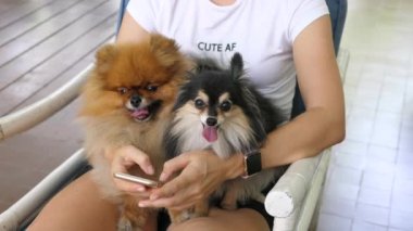 Akıllı Telefon Kullanan ve İki Köpeği Tutan Kadın