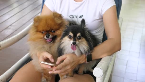 Woman Using Smartphone And Holding Two Dogs — Stock Video