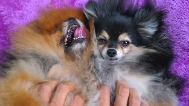 İki Komik Pomeranya Köpeği Koltukta Rahatlıyor