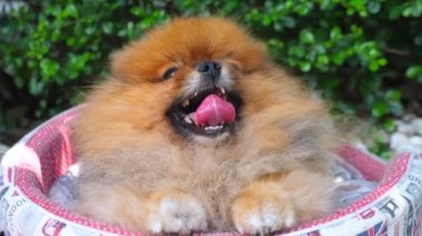 Pomeranian Köpeğinin Dışarıda Gülümseyen Yakınlığı