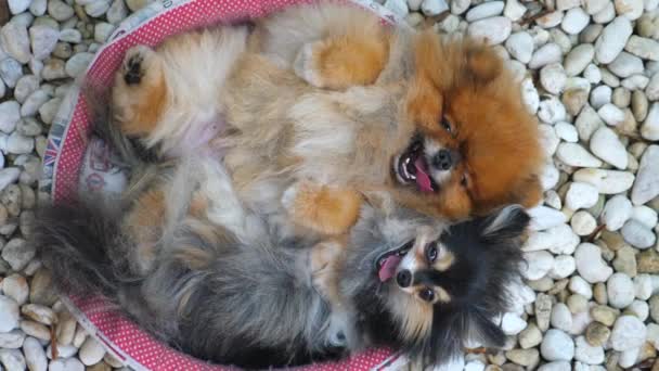 Schattig Pomeranian Dog Couple Rust Buiten — Stockvideo