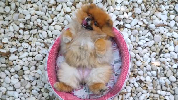 Glad Pommerska hund som ligger på plats utomhus — Stockvideo