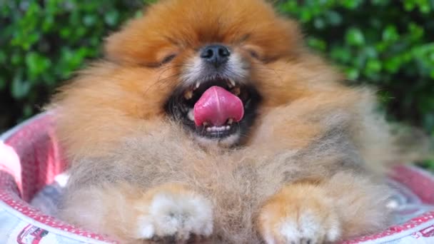 Perro Pomerania feliz acostado en el lugar al aire libre — Vídeos de Stock