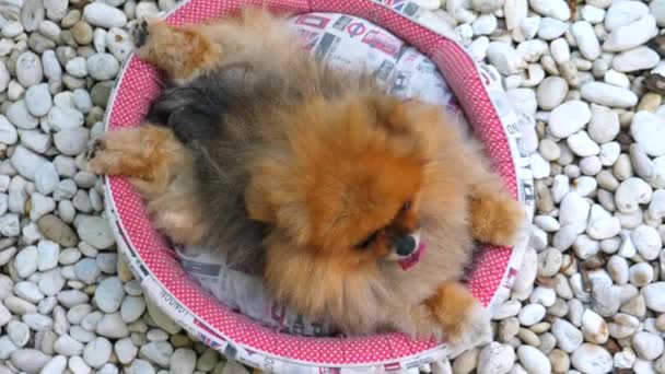 Αστεία Pomeranian Dog Χαλαρωτικό Εξωτερικές πόρτες — Αρχείο Βίντεο