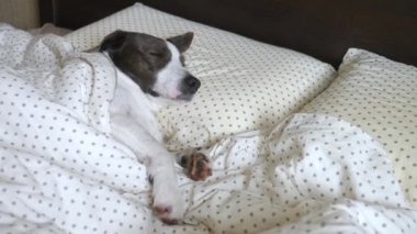 Köpek yatakta insan gibi uyuyor.