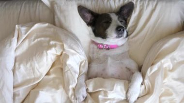 Şirin Köpek Yastıkta Uyuyor
