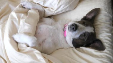 Yastığın üstünde insan gibi uyuyan komik köpek.