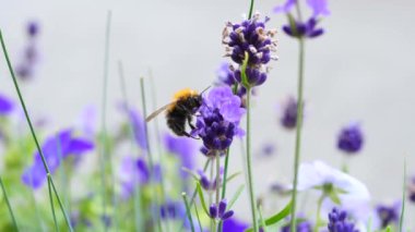 Çiçekteki Yabanarısı 'nın Yakın Çekimi