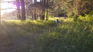 Mutluluk ve özgürlük kavramı gün batımında çayırda koşan köpekle