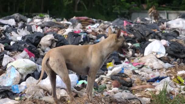 Αδέσποτος σκύλος στο σκουπιδότοπο. Περιβαλλοντικές επιπτώσεις και ρύπανση. Διάθεση αποβλήτων. — Αρχείο Βίντεο