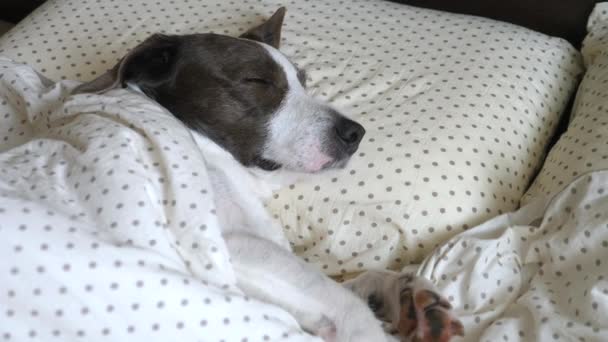 Cão cansado dormindo na cama humana deitado no travesseiro — Vídeo de Stock